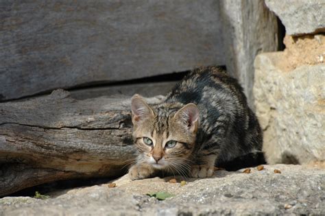 壁纸 野生动物 晶须 隐藏 野猫 小猫 动物群 脊椎动物 猫像哺乳动物 中小型猫 虎斑 3008x2000