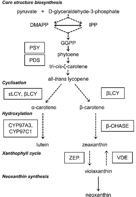 Carotenoid Biosynthesis Pathway In Plants Arrow With Dashed Line More Download Scientific