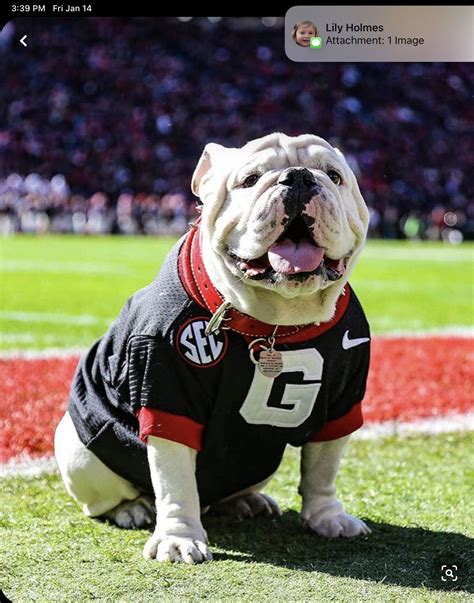 History of uga the mascot – Artofit