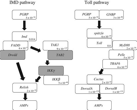 Functional Crosstalk Across Imd And Toll Pathways Insight Into The Evolution Of Incomplete