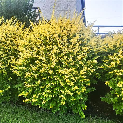 Golden Privet For Sale Online The Tree Center