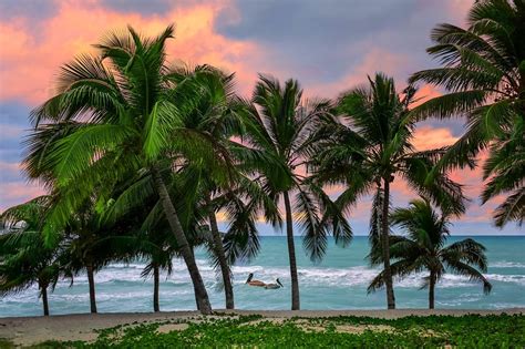 Green Leafed Trees Caribbean Tropical Beach Cuba Hd Wallpaper