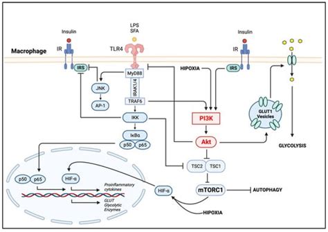 Ijms Free Full Text The Pi3kakt Pathway In Meta Inflammation