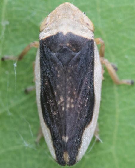 Philaenus Spumarius Philaenus Spumarius Bugguide Net