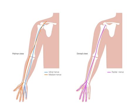 Nerven Der Hand Und Des Handgelenks Ulnar Median Und Radian Nerven