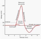 Definición de potencial de acción - Qué es, Significado y Concepto