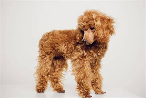 15 Adorable Poodle Mixes That Will Melt Your Heart - Dog Breed Pro