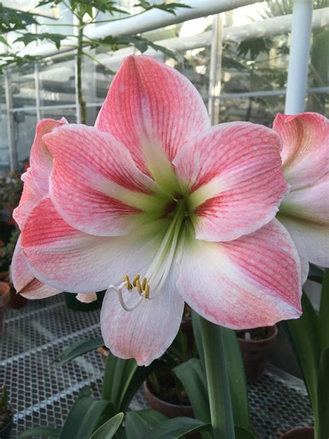 Hippeastrum sp | Bessey Greenhouse (Richard W. Pohl Conservatory)