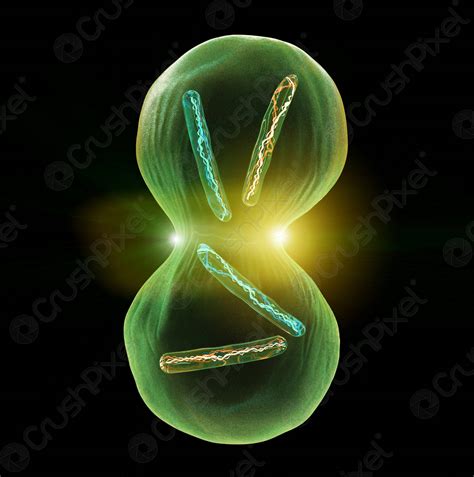 Cell division Mitosis - stock photo 67695 | Crushpixel