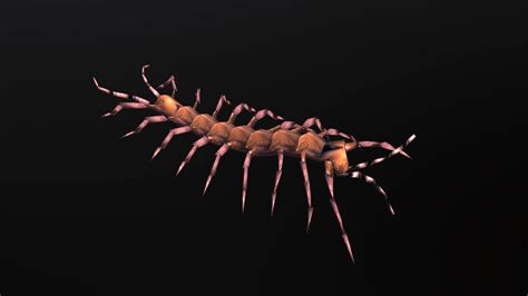 Low Poly Animated Centipede 3d Model By Madecg