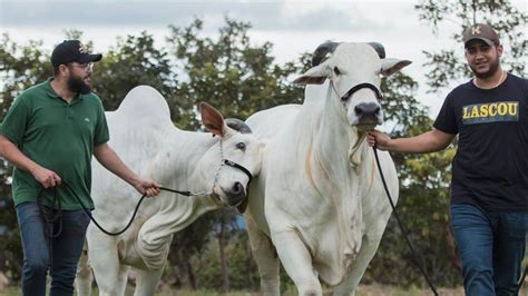 Dia do Pecuarista 5 artistas que investem na criação de gado