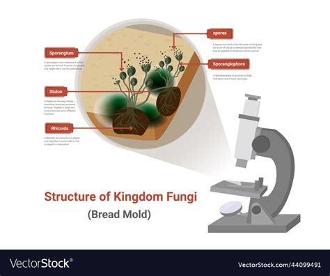 Black Bread Mold Diagram