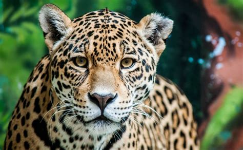 Conoce las 6 especies de felinos que habitan en México