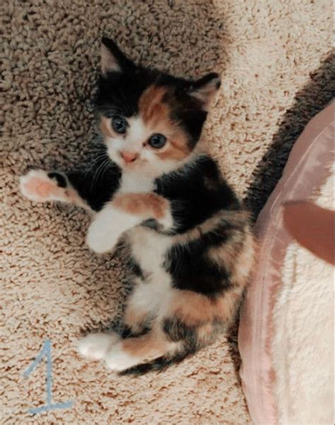 Calico Cat for Adoption in Nicholasville, Kentucky