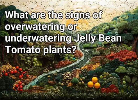 What Are The Signs Of Overwatering Or Underwatering Jelly Bean Tomato Plants Agriculture Gov