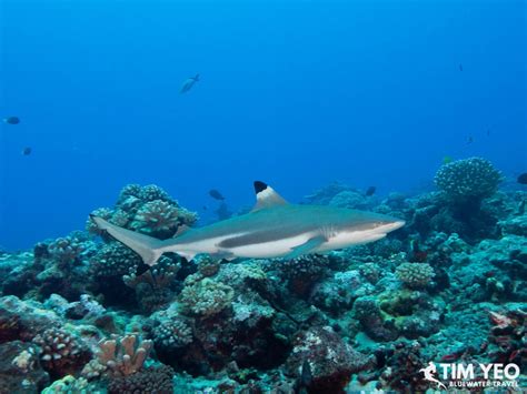 Diving in Rangiroa - Bluewater Dive Travel