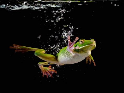 boiling frog viewpoint investment partners