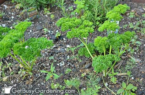 How To Grow Parsley From Seed: Step-By-Step - Get Busy Gardening