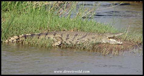 Nile Crocodile | DeWetsWild