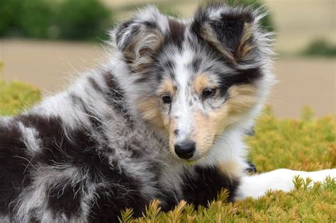 11 Gorgeous Harlequin Dog Breeds!: Spots that Sport Lots of Spots!