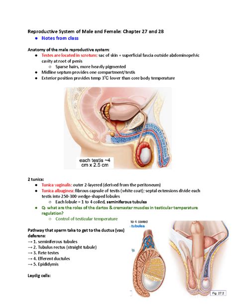 Lecture 5 Reproductive System Reproductive System Of Male And Female