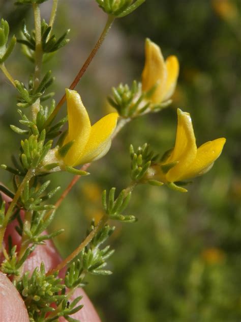 Bree Capegorse From Eensgevonden Vineyard Cottages And Farm Cape