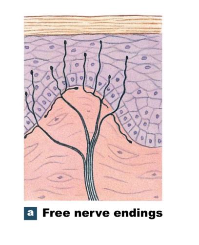 Biol 2401 Chapter 15 Sensory Pathways And Somatic Nervous System Flashcards Quizlet