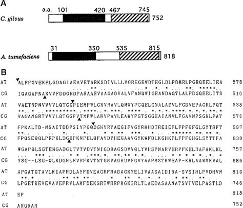 Homology In Amino Acid Sequences Of Glucosidases From C Gilvus And A