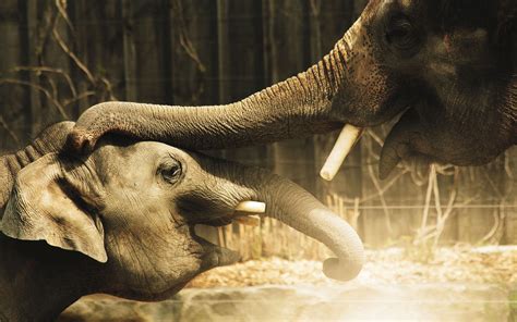 🔥 [45+] Elephant Wallpapers for Desktop | WallpaperSafari