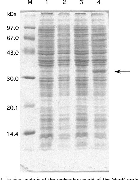 Figure 2 From Maob A Gene That Encodes A Positive Regulator Of The