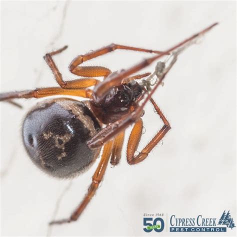 Guide To The False Black Widow Spider