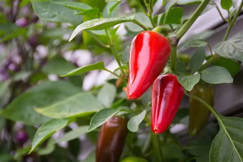 Bikin Irit Dan Praktis Bumbu Dapur Ini Bisa Ditanam Di Rumah Lho