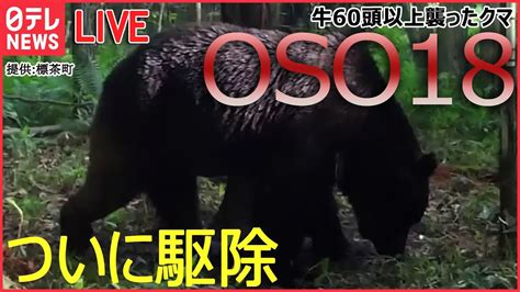 【クマまとめ】北海道・釧路町でクマ「oso18」駆除 4年前から少なくとも牛66頭襲う 2階の窓で“中ぶらりん”のクマ「行くか戻るか