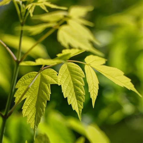 artar american auriu