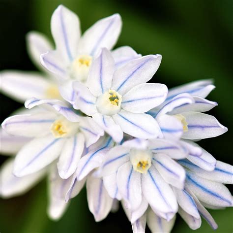 Easy to Grow | Scilla Flower Bulbs – Easy To Grow Bulbs