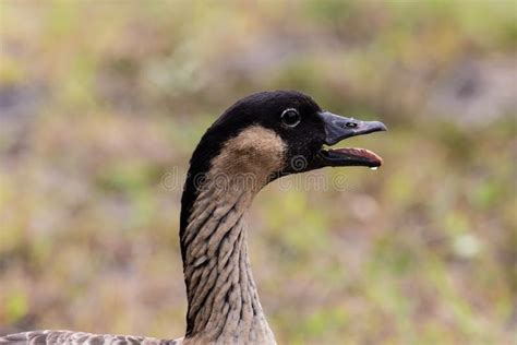 Inside Of A Goose Mouth