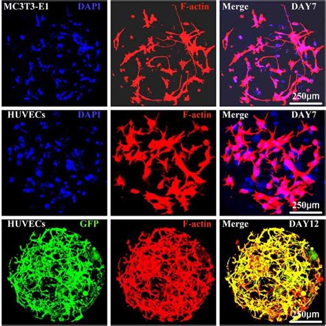 Immunofluorescence Cytoskeleton Staining Of Different Cells