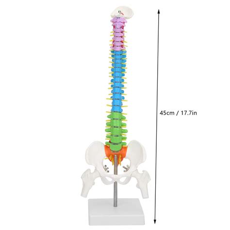 Human Spine Model Colored Flexible Scientific Anatomical Human Skeleton