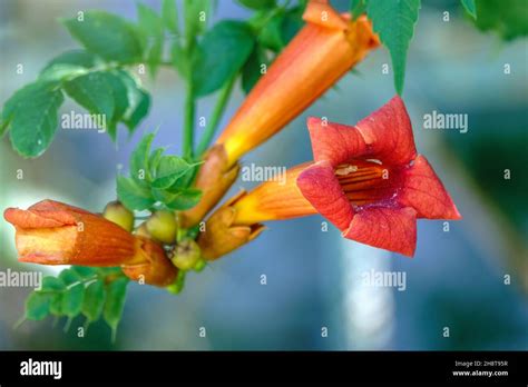 Red Flowers Of Campsis Grandiflora In Blossoming During Summer Campsis