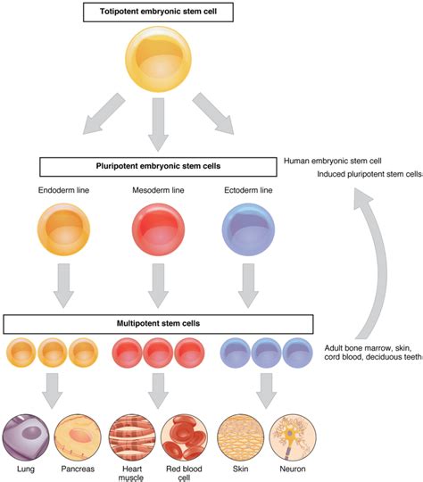 Difference Between Stem Cells and Differentiated Cells | Compare the ...