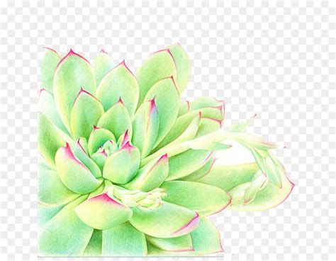 Succulent Watercolor Painting At Getdrawings Free Download