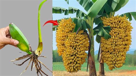 Special Techniques Applied To Banana Trees The Fastest Way To