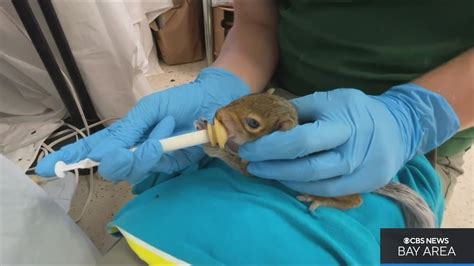 Wildlife Rescues See Influx Of Injured Squirrels After Recent Bay Area Heat Wave Youtube