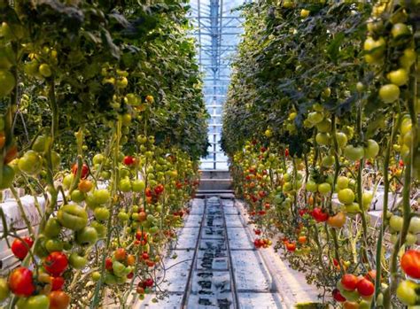 Von Reykjavik aus Friðheimar Tomatenfarm Sky Lagoon Transfer