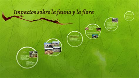 Impactos Sobre La Fauna Y La Flora By Saúl Olivares On Prezi Next