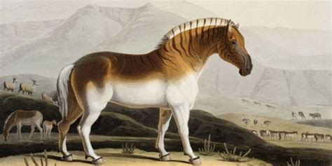 Recently Extinct Animals List Of Extinct Species 2021 ️