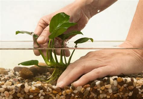 Tipos De Plantas Para Acuario Variedades Recomendadas NA