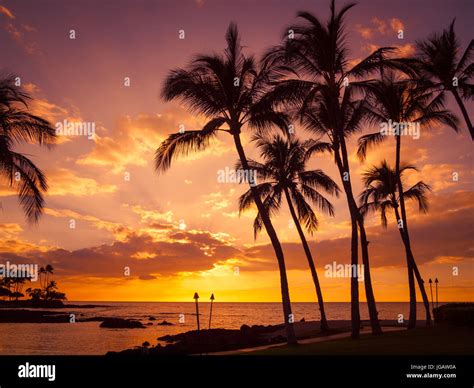 A Beautiful Sunset And Silhouetted Coconut Palm Trees As Seen From