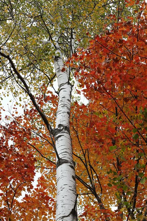 Hd Wallpaper Birch Birch Tree White Bark Color Leaf Fall Trunk