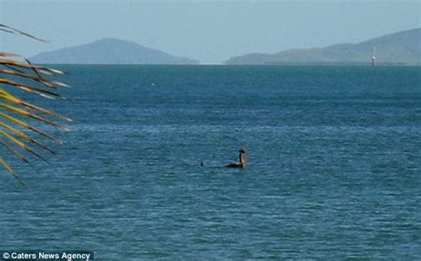 Nessie Sighting In Townsville Is The Loch Ness Monster Now Off